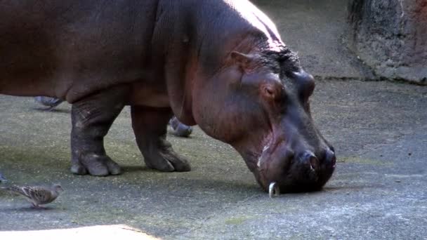 4K, Hipopotam jada w zoo. Hipopotam się żywi. Hipopotamus amphibius jest półwodnym ssakiem pochodzącym z Afryki Subsaharyjskiej. Rodzina Hipopotamidae-Dan - Materiał filmowy, wideo