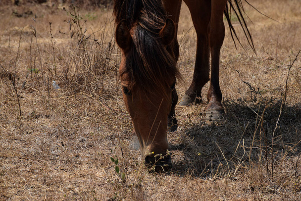 Indiánský chléb hnědý kůň stojící na poli a jíst trávu - Fotografie, Obrázek