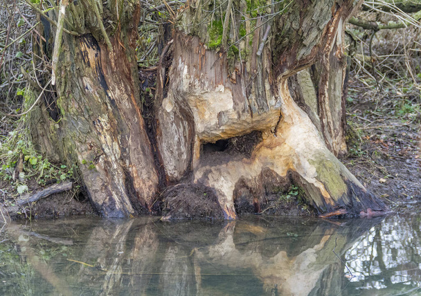 arrancado árvore tronco mady por um castor visto no sul da Alemanha
 - Foto, Imagem