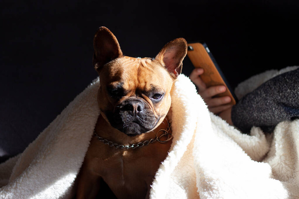 Retrato de Bulldog francês bonito com cobertor branco sentado em um sofá
 - Foto, Imagem