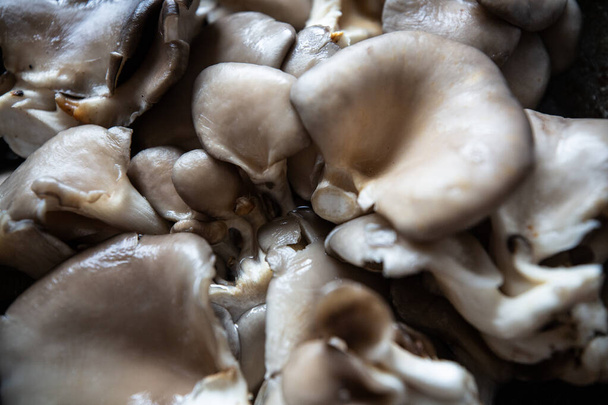 oyster mushrooms top view close-up - Foto, Imagem