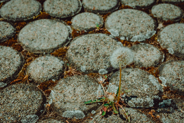 Lichen coberto resistiu pedras de pavimentação redondas velhas com ervas daninhas em um caminho ao ar livre visto quadro completo de alto ângulo
 - Foto, Imagem