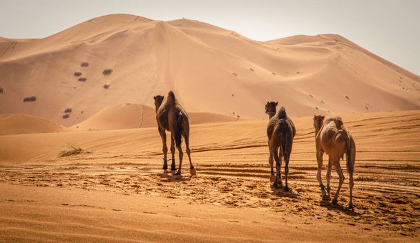 ciel de chameau et sable - Photo, image