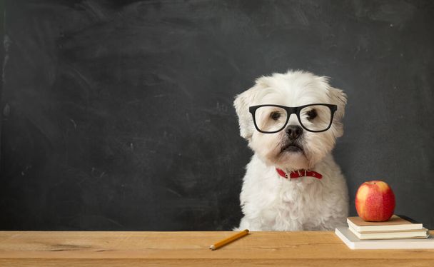 Piccolo cane bianco seduto alla scrivania di una scuola
 - Foto, immagini