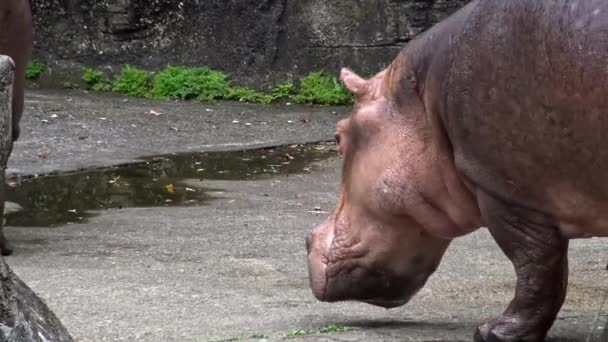 4K Zbliżenie wspólnego hipopotama wychodzącego z wody w ciągu dnia gorące lato w zoo. Hipopotamus amphibius lub hipopotam jest półwodnym ssakiem pochodzącym z Afryki Subsaharyjskiej. Rodzina Hipopotamidae-Dan - Materiał filmowy, wideo