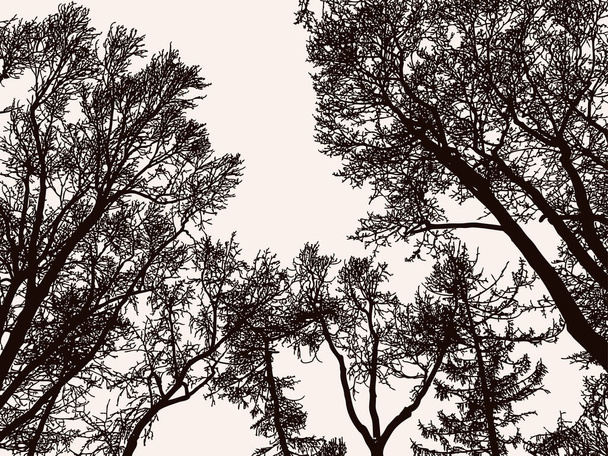 Immagine vettoriale di alberi silhouette nel bosco nella stagione fredda
 - Vettoriali, immagini