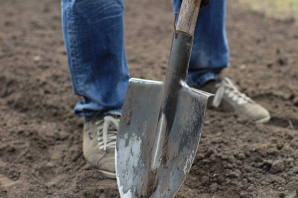 青いジーンズの男とレースモカシンはシャベルで地面を掘る。春の野菜を植えるための庭の準備 - 写真・画像