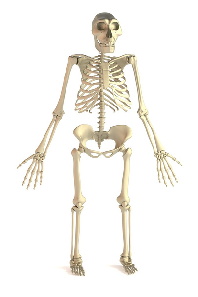 Australopithecus gerçekçi 3d render - Fotoğraf, Görsel