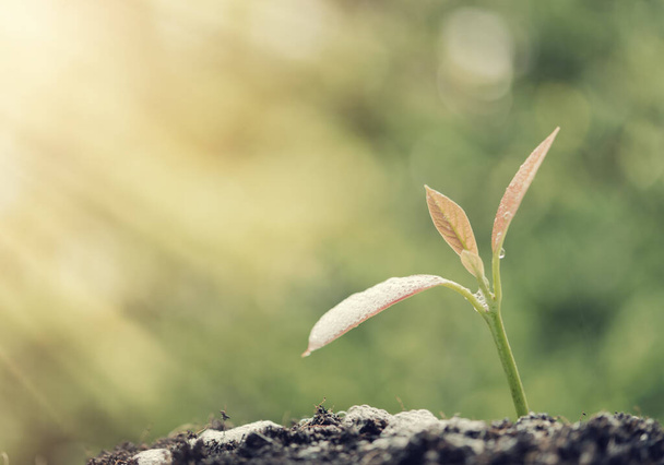 Succes in het bedrijfsleven, het drenken van jonge pasgeboren planten groeien uit de bodem in zonlicht, landbouw, retro-effect - Foto, afbeelding