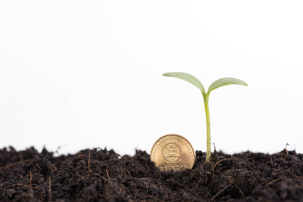 Інвестиції варті уваги, Зелена рослина росте з ґрунту і золоті монети ізольовані на білому, інвестиційному та економії грошей концепції
 - Фото, зображення