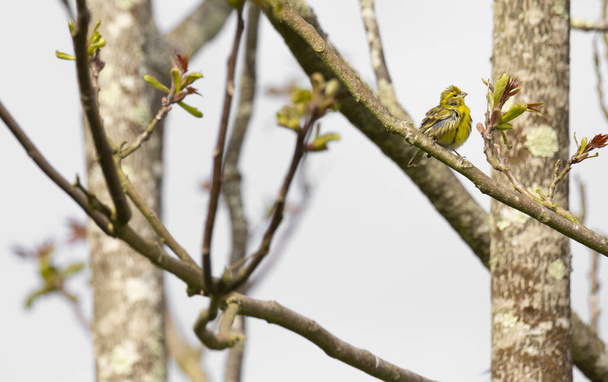 Serinus serinus (Chamariz) cute yellow songbird in Braga, Portugal. - Photo, Image