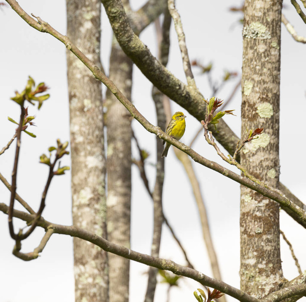 Serinus serinus (Chamariz) cute yellow songbird in Braga, Portugal. - Photo, Image