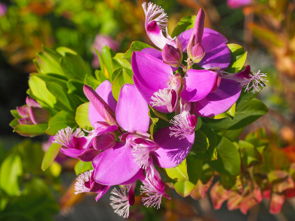 Polygala dalmaisiana, jasně růžové nebo tmavě fialové květy s okřídlenými okvětními lístky a bílo-fialovým krajkovým znakem, zblízka. Sweet Pea keře nebo Polygala oslnivý je okrasná rostlina z čeledi Polygalaceae. - Fotografie, Obrázek