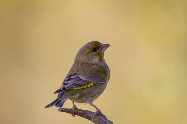 Portrait of the European Greenfinch. A horizontal picture of a common European species - Photo, Image