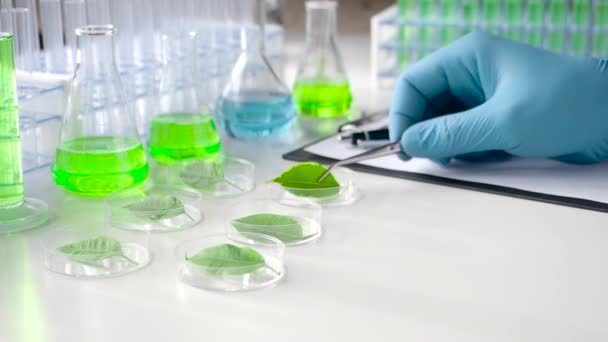A kesztyűs kutató csipeszt vesz egy Petri-csészéből. Növények laboratóriumi vizsgálata és genetikai módosítása modern laboratóriumban. - Felvétel, videó