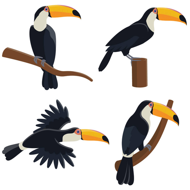 Vector set of toucans in different poses. - Vektori, kuva