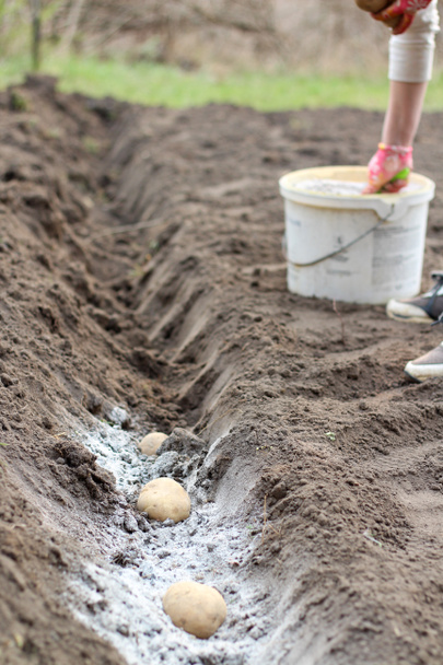 Eldiven giymiş bir dişi el ve bir kepçe patates ekmeden önce külleri bahçeye saçar. Patates yetiştirmeden önce toprağı gübreleme süreci. - Fotoğraf, Görsel
