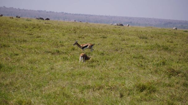 impala e gazzelle nel parco nazionale di Amboseli in Kenya, Africa
 - Foto, immagini