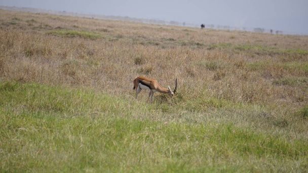 Kenya, Afrika 'daki Amboseli Milli Parkı' nda impalalar ve ceylanlar - Fotoğraf, Görsel