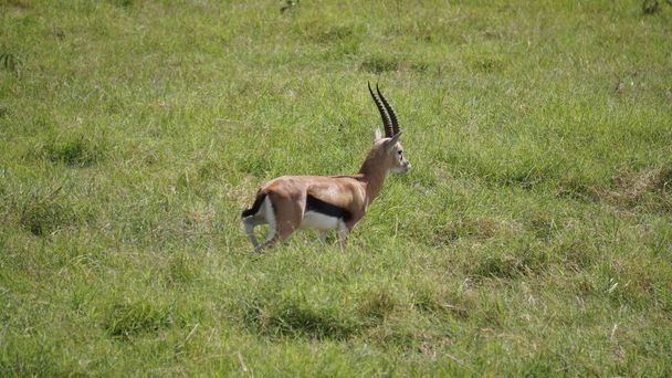 Kenya, Afrika 'daki Amboseli Milli Parkı' nda impalalar ve ceylanlar - Fotoğraf, Görsel