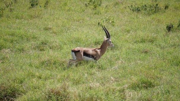 impalas y gacelas en el parque nacional Amboseli en Kenia, África
 - Foto, Imagen