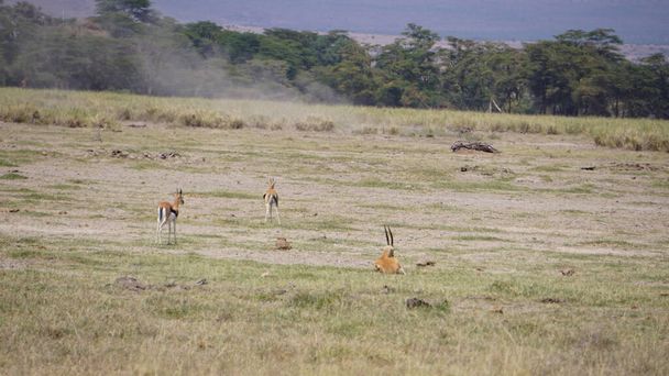Ιμπάλα και γαζέλες στο εθνικό πάρκο Amboseli στην Κένυα, Αφρική - Φωτογραφία, εικόνα