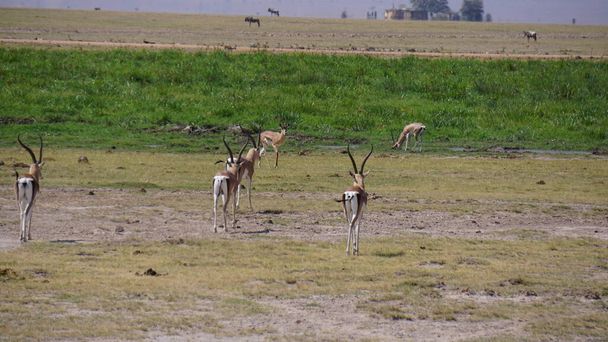 impalat ja gasellit Amboselin kansallispuistossa Keniassa, Afrikassa
 - Valokuva, kuva