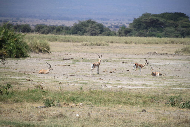 impalat ja gasellit Amboselin kansallispuistossa Keniassa, Afrikassa
 - Valokuva, kuva
