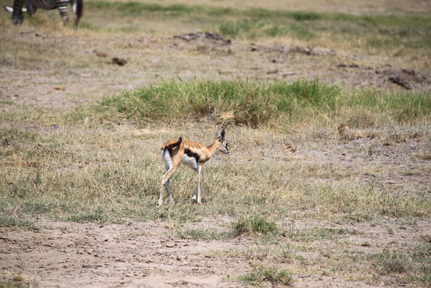impalas y gacelas en el parque nacional Amboseli en Kenia, África
 - Foto, Imagen