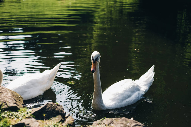 Two white swans on the lake - 写真・画像