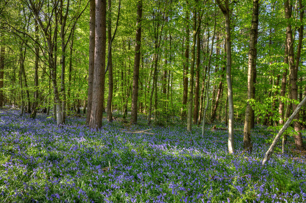Alfombra de Bluebells creciendo en un pequeño bosque en el Reino Unido
 - Foto, Imagen