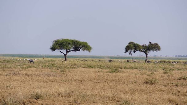Zebra 's in Amboseli National Park in Kenia, Afrika - Foto, afbeelding