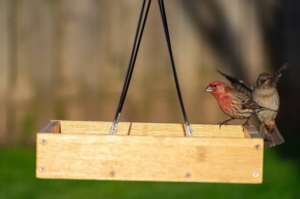 House Finch on wooden platform feeder in home garden. - Photo, Image