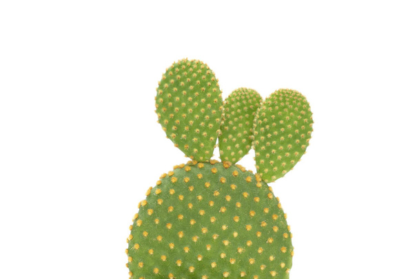Close-up of small cactus on white background - Foto, afbeelding