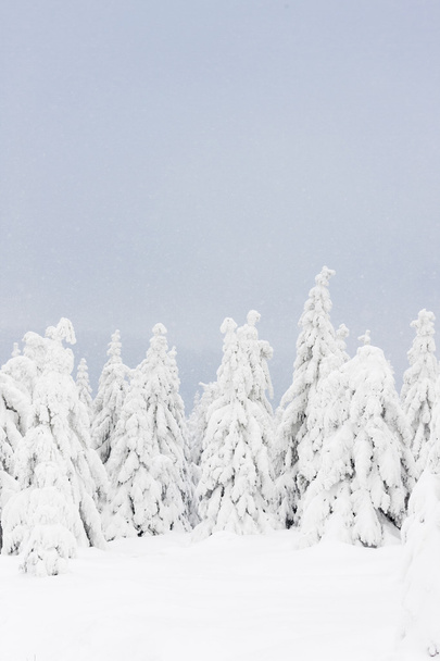 winter trees, Orlicke Mountains, Czech Republic - Fotoğraf, Görsel