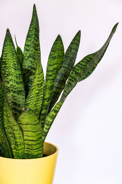 Close-up on the interesting pattern leaves of a snake plant (Sansevieria zeylanica) in yellow pot on white background. Attractive houseplant detail against white backdrop.. - Photo, Image