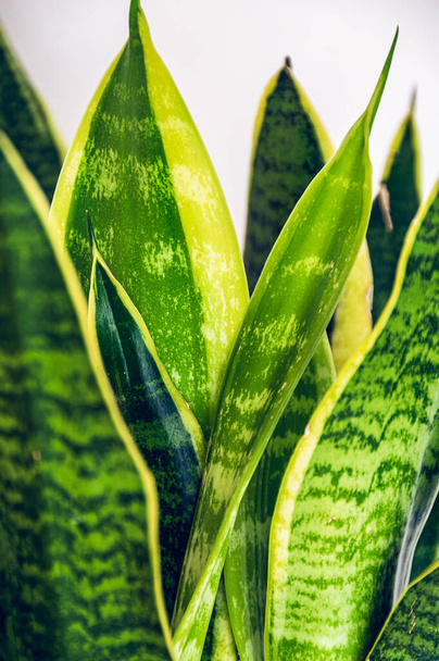 Primo piano sulle foglie splendidamente modellate di una pianta di serpente (sansevieria trifasciata var. Laurentii) su sfondo bianco. Attraente dettaglio piante d'appartamento colorato sullo sfondo bianco
. - Foto, immagini