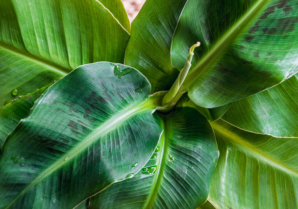 Zbliżenie na plamiste liście karłowatej bananowca (musa dwarf) tworzące atrakcyjną rozetę. Piękne egzotyczne szczegóły roślin domowych. - Zdjęcie, obraz