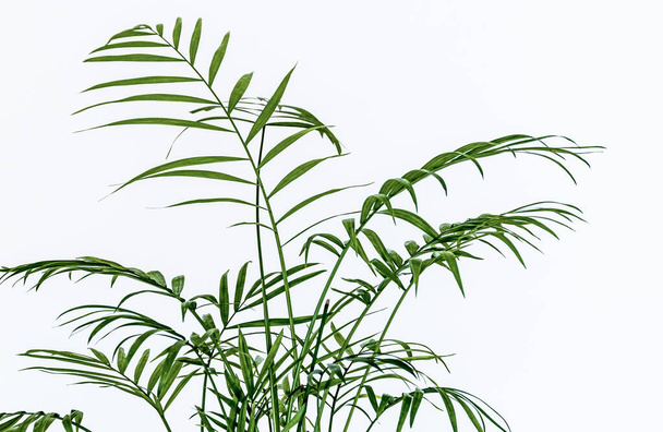 Close-up on the delicate feathery leaves of a small parlour palm (Chamaedorea elegans) houseplant on a white background. Delicate foliage against white backdrop. - Zdjęcie, obraz