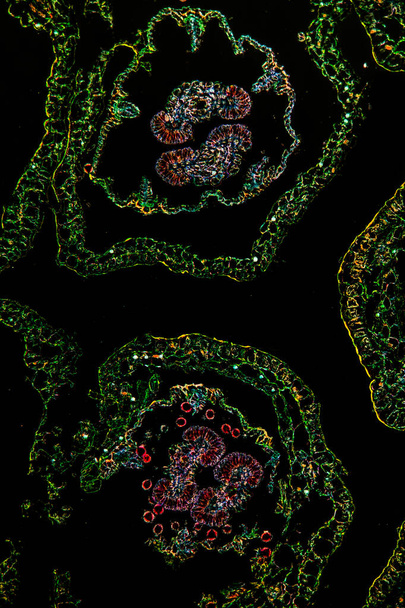 Flor de margarita sob o microscópio 100x
 - Foto, Imagem