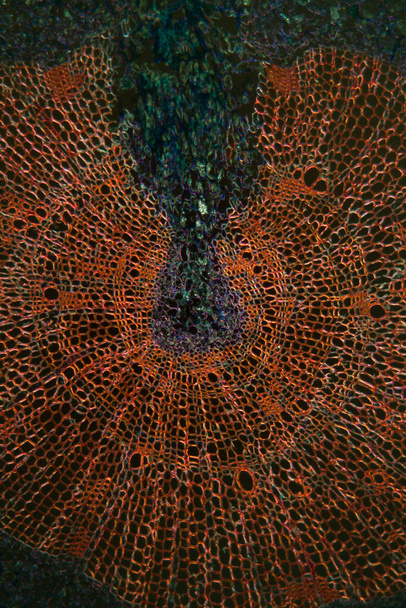 Seidenbastgewebe unter dem Mikroskop 100x - Foto, Bild