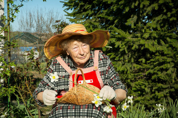 Charming old woman. Old woman puts cut daffodils in a basket. positive emotions.  - Foto, imagen