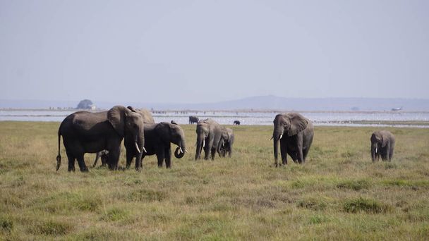 Słonie w Parku Narodowym Amboseli w Kenii, Afryka - Zdjęcie, obraz
