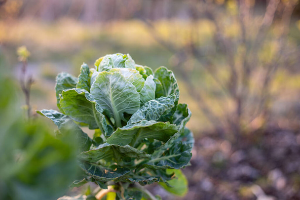 Brussels sprout in spring garden, home grown vegetable cabbage in sunset light farm background - Photo, Image