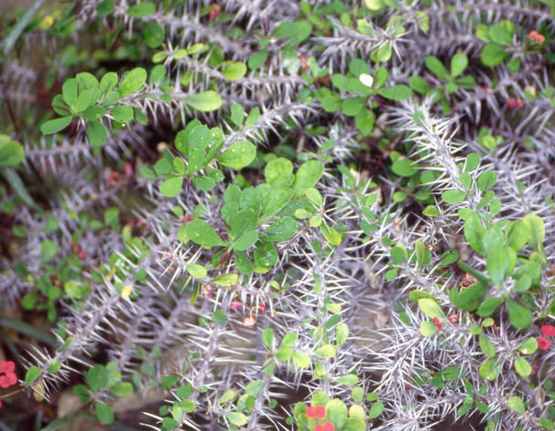 Кактусы с шипами и зелеными листьями
 - Фото, изображение