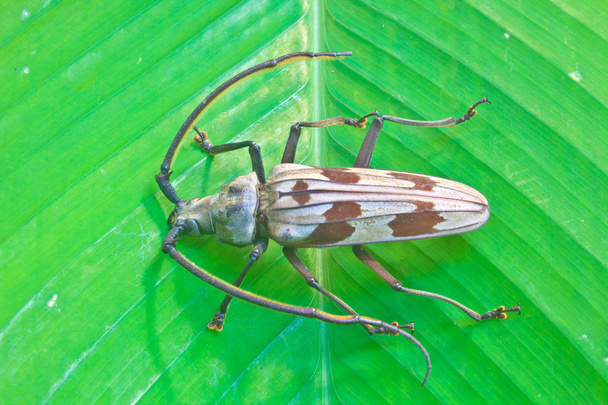Insekt aus Thailand - Foto, Bild