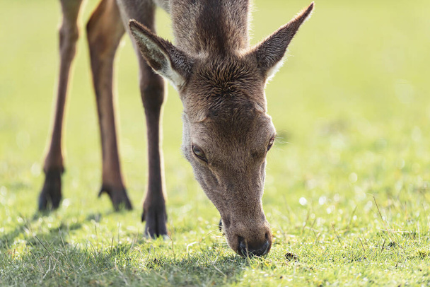 Primer plano de ciervos rojos hembras pastando en el prado
. - Foto, Imagen
