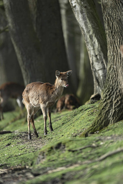 Grazing female red deer at edge of woods. - Photo, Image