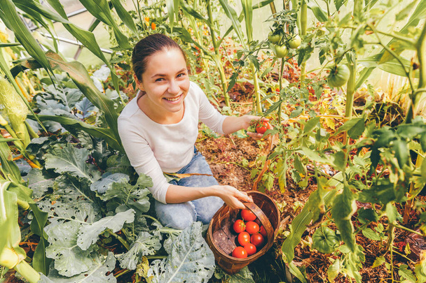 Conceito de jardinagem e agricultura. Mulher jovem trabalhador agrícola com cesta escolhendo tomates orgânicos maduros frescos. Produção de estufas. Produção de alimentos vegetais. Cultivo de tomate em estufa
 - Foto, Imagem