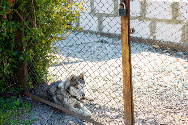 Het huis wordt bewaakt door een waakhond. Aandacht husky in een kraag, zitten achter een hek in de tuin van een huis in aanbouw en bewaken van het tegen vijanden tijdens de afwezigheid van hun eigenaren. - Foto, afbeelding